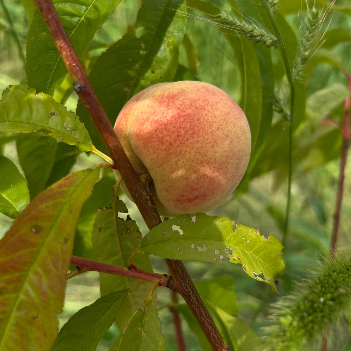 Baumpatenschaft | Pfirsichbaum |
