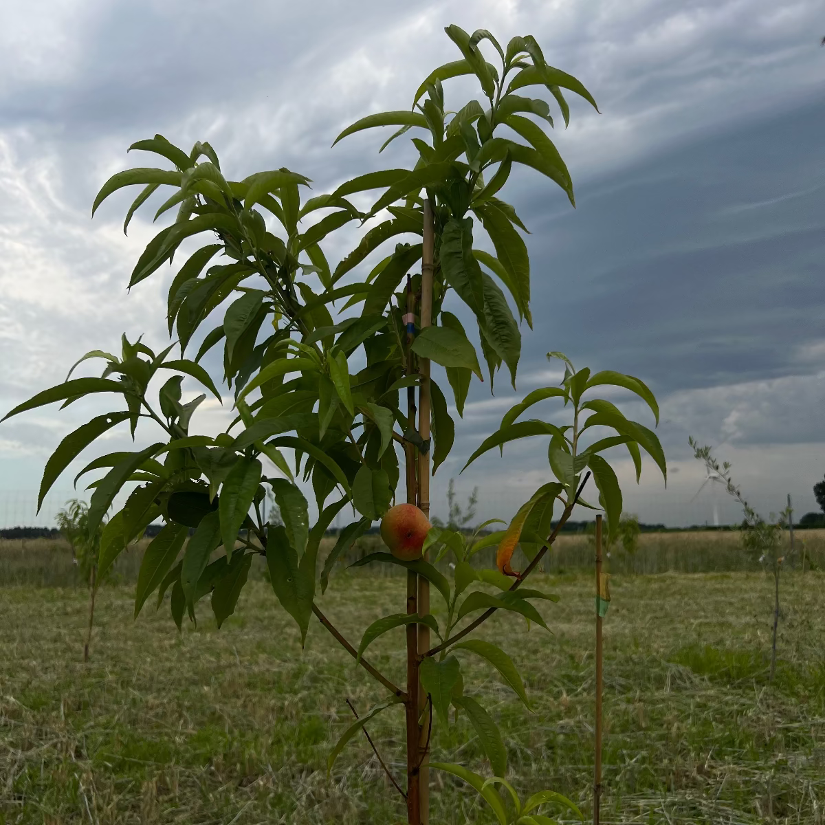 Baumpatenschaft | Pfirsichbaum |