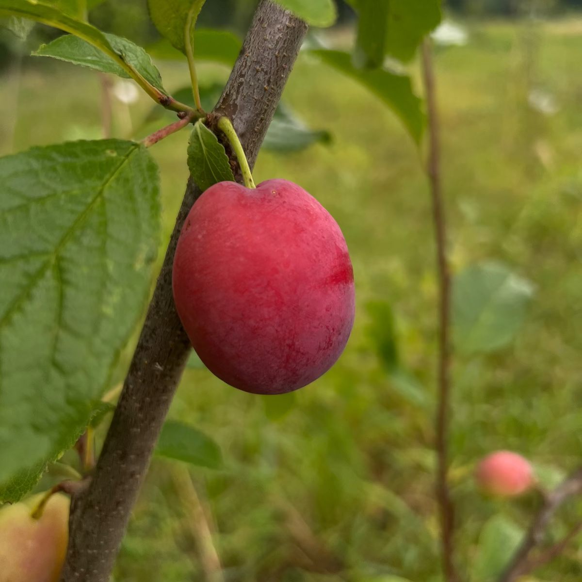 樹木認養 | 李子樹 | 紫羅蘭綠