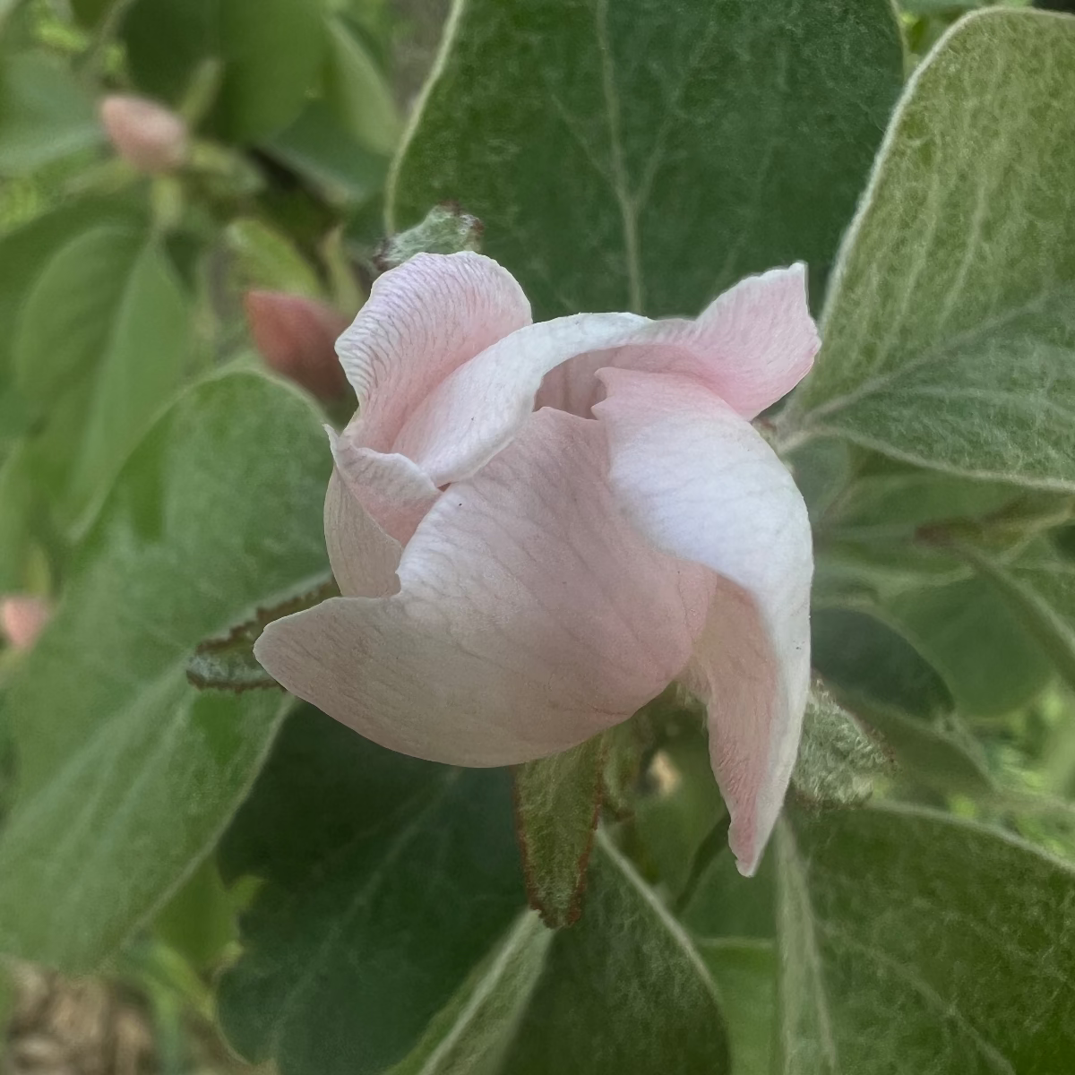 Tree sponsorship | Quince tree |