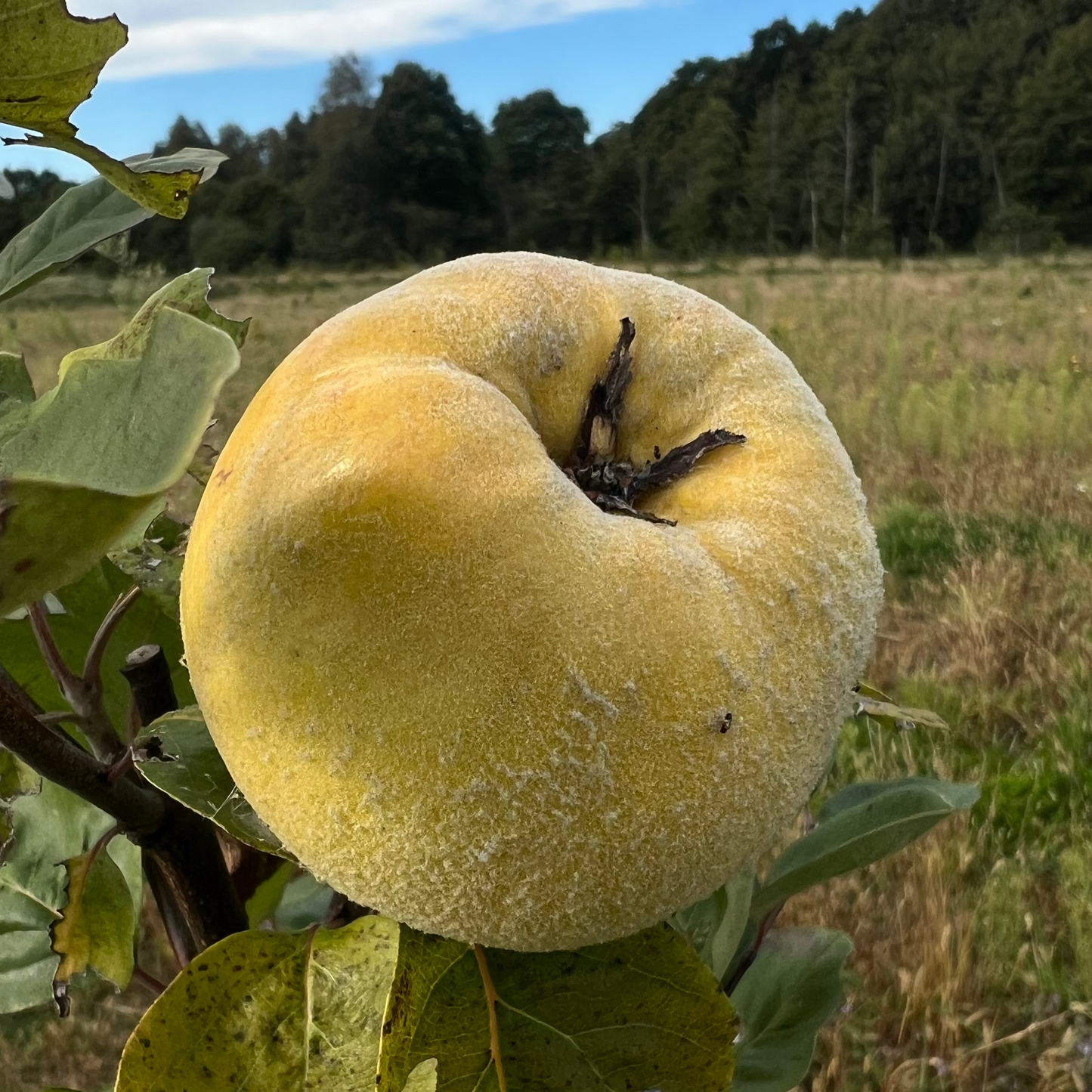 Tree sponsorship | Quince tree |