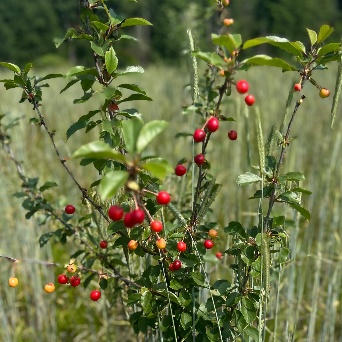 Baumpatenschaft | Kirschbaum | Sauerkirsche | Schattenmorelle