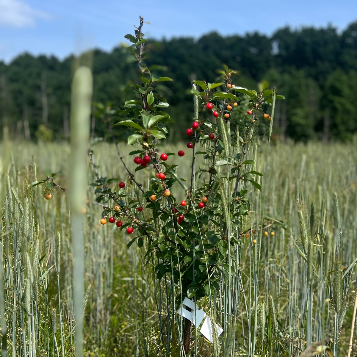 Baumpatenschaft | Kirschbaum | Sauerkirsche | Schattenmorelle