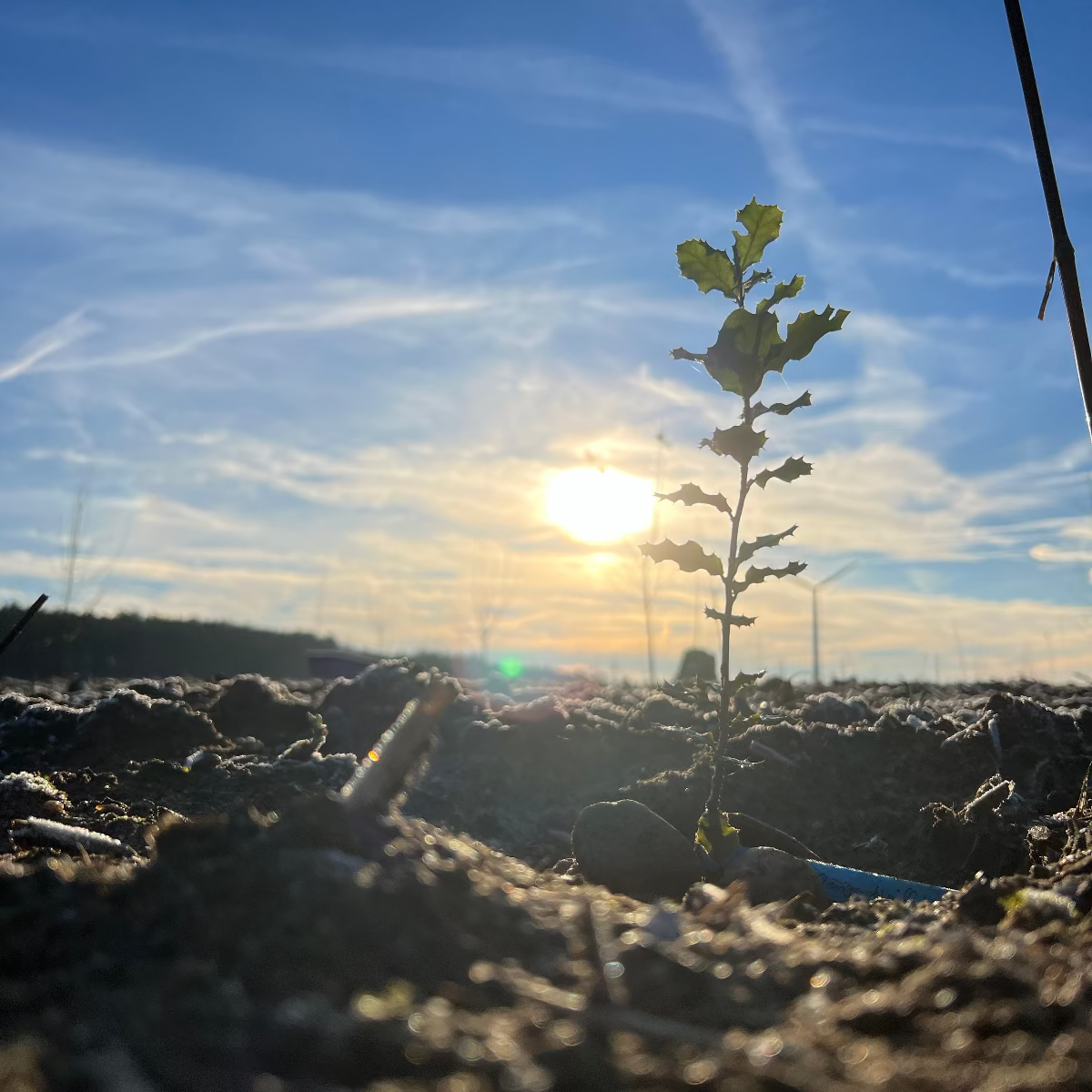 Baumpatenschaft 02 | Trüffel | Périgord Schwarz | Tuber Melanosporum