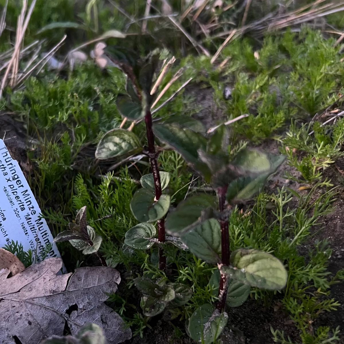 Teepatenschaft | 1m x 1m Minze | Thüringer Minze 'Multimentha'